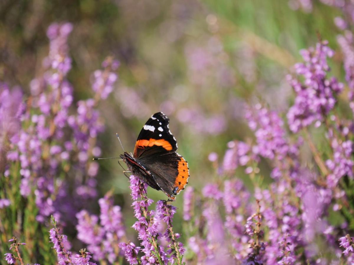 La Vita Veluwe Wapenveld Εξωτερικό φωτογραφία